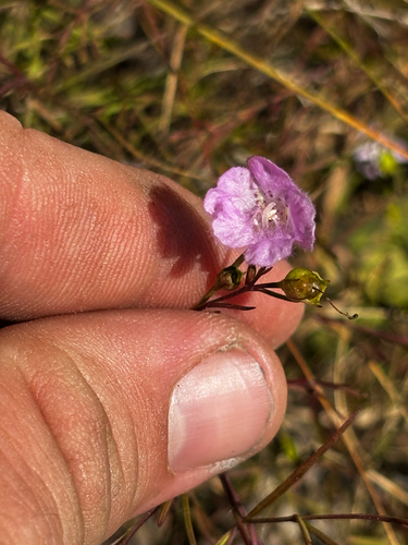 Round-stem False Foxglove (Agalinis gattingeri)