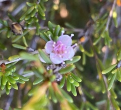 Hypocalymma strictum