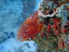 Melithaea