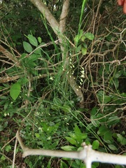 Asparagus virgatus