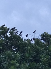 Corvus splendens