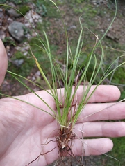 Carex montana