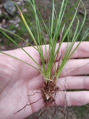 Carex montana