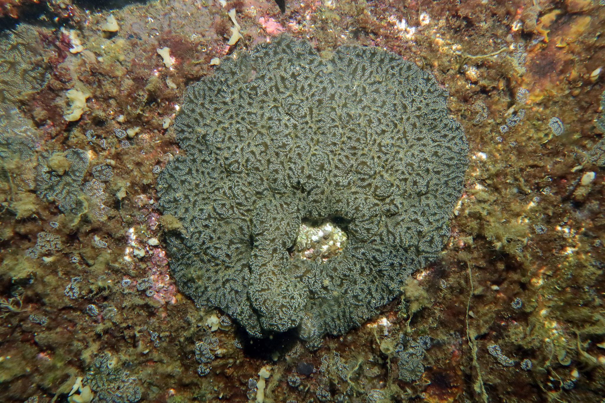 Distaplia bermudensis Van Name, 1902