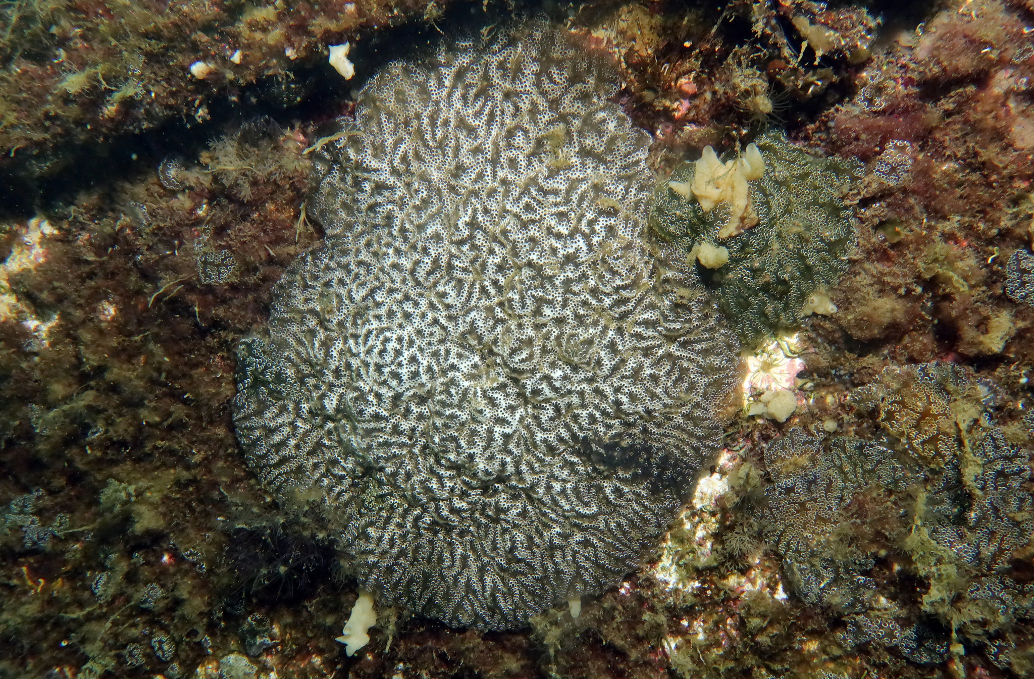 Distaplia bermudensis Van Name, 1902