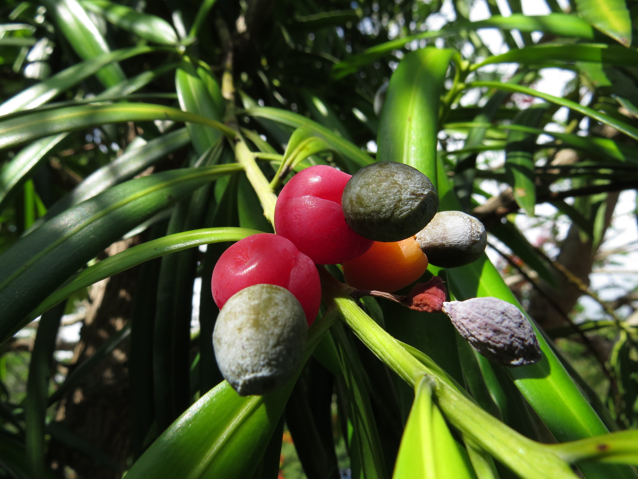 Podocarpaceae