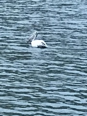 Pelecanus philippensis