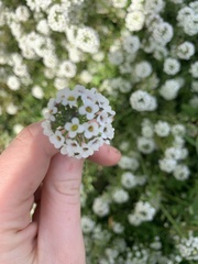 Lobularia maritima