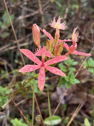 Epidendrum cinnabarinum