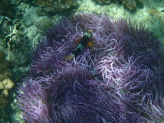 Heteractis crispa
