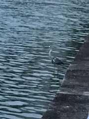 Ardea cinerea