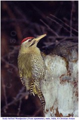 Picus squamatus