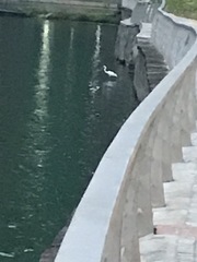 Ardea alba