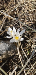 Crocus aleppicus