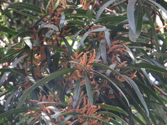 Podocarpus grayae