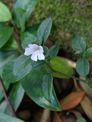 (c) Victor Heng, some rights reserved (CC BY-SA) Strobilanthes tetrasperma, photograph (c) Victor Heng, some rights reserved (CC BY-SA)