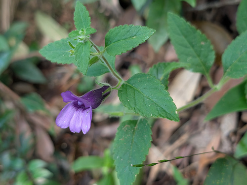 Adenosma (Adenosma glutinosa)