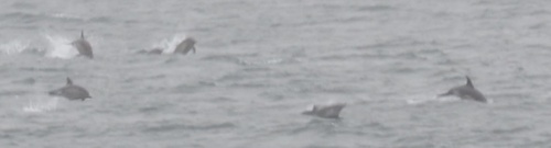 Delphinus delphis