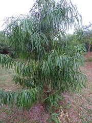 Podocarpus grayae