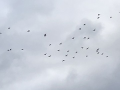 Columba livia domestica