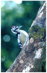 Dendrocopos himalayensis