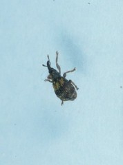 Ixapion variegatum