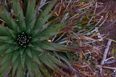 Puya dasylirioides
