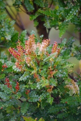 Image of Weinmannia fagaroides