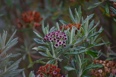 Linochilus costaricensis