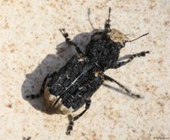 Platyrhinus resinosus