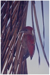 Chrysophlegma miniaceum