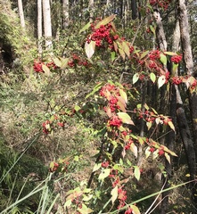 Viburnum betulifolium