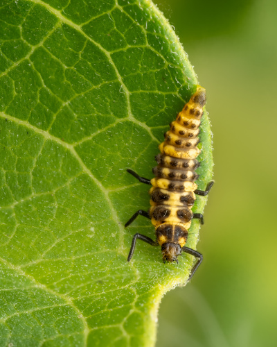 Spotted Pink Lady Beetle, photo 2 of 10