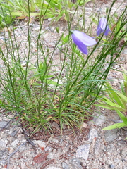 Campanula intercedens