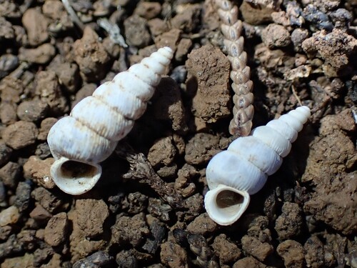 Cochlostoma sardoum
