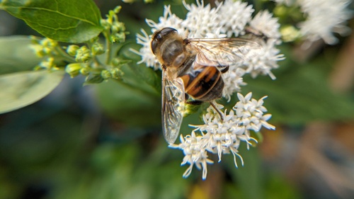 Unknown species found near Prospect Hill, Somerville, MA 02143, USA