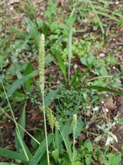 Setaria verticillata ambigua