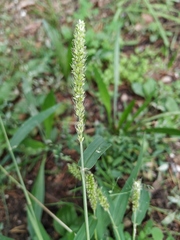 Setaria verticillata ambigua