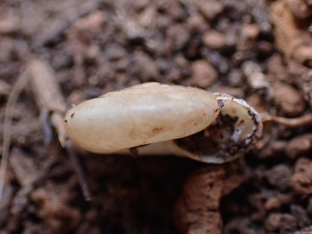 Oxychilus oppressus