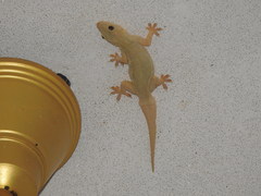 Hemidactylus flaviviridis