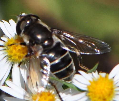 Unknown species found near Decatur, GA, USA