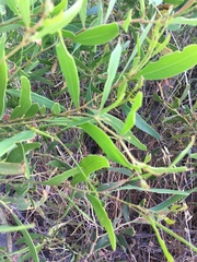 Acacia rostellifera