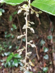 Decaneuropsis gratiosa
