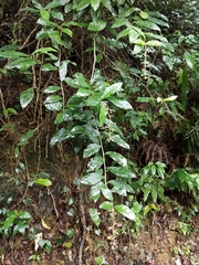 Decaneuropsis gratiosa