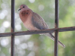 Streptopelia senegalensis