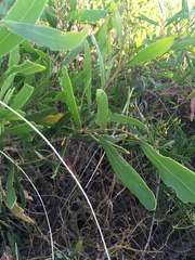 Acacia rostellifera