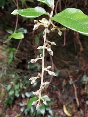 Decaneuropsis gratiosa