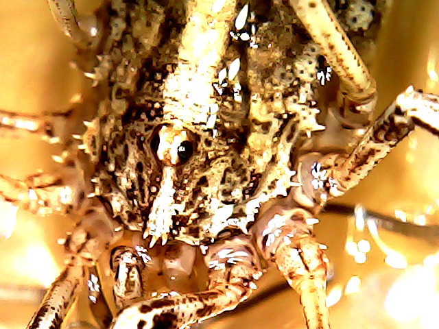 Odiellus levantinus