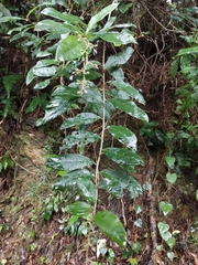 Decaneuropsis gratiosa