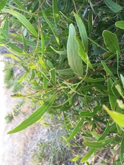 Acacia rostellifera